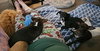 Misty, A sweet-Terrier-Dachshund mix Puppy - Photo 7