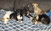 Misty, A sweet-Terrier-Dachshund mix Puppy - Photo 8