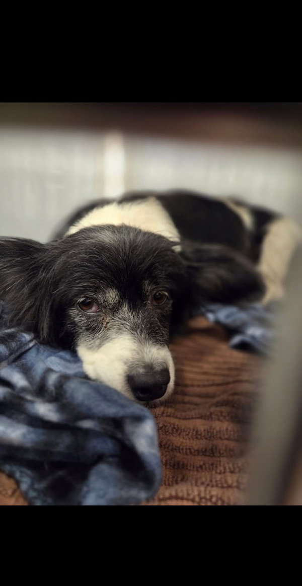 Misty, A sweet-Terrier-Dachshund mix Puppy