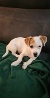 Misty, A sweet-Terrier-Dachshund mix Puppy - Photo 5