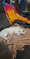 Misty, A sweet-Terrier-Dachshund mix Puppy - Photo 6
