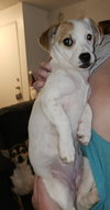 Misty, A sweet-Terrier-Dachshund mix Puppy - Photo 4