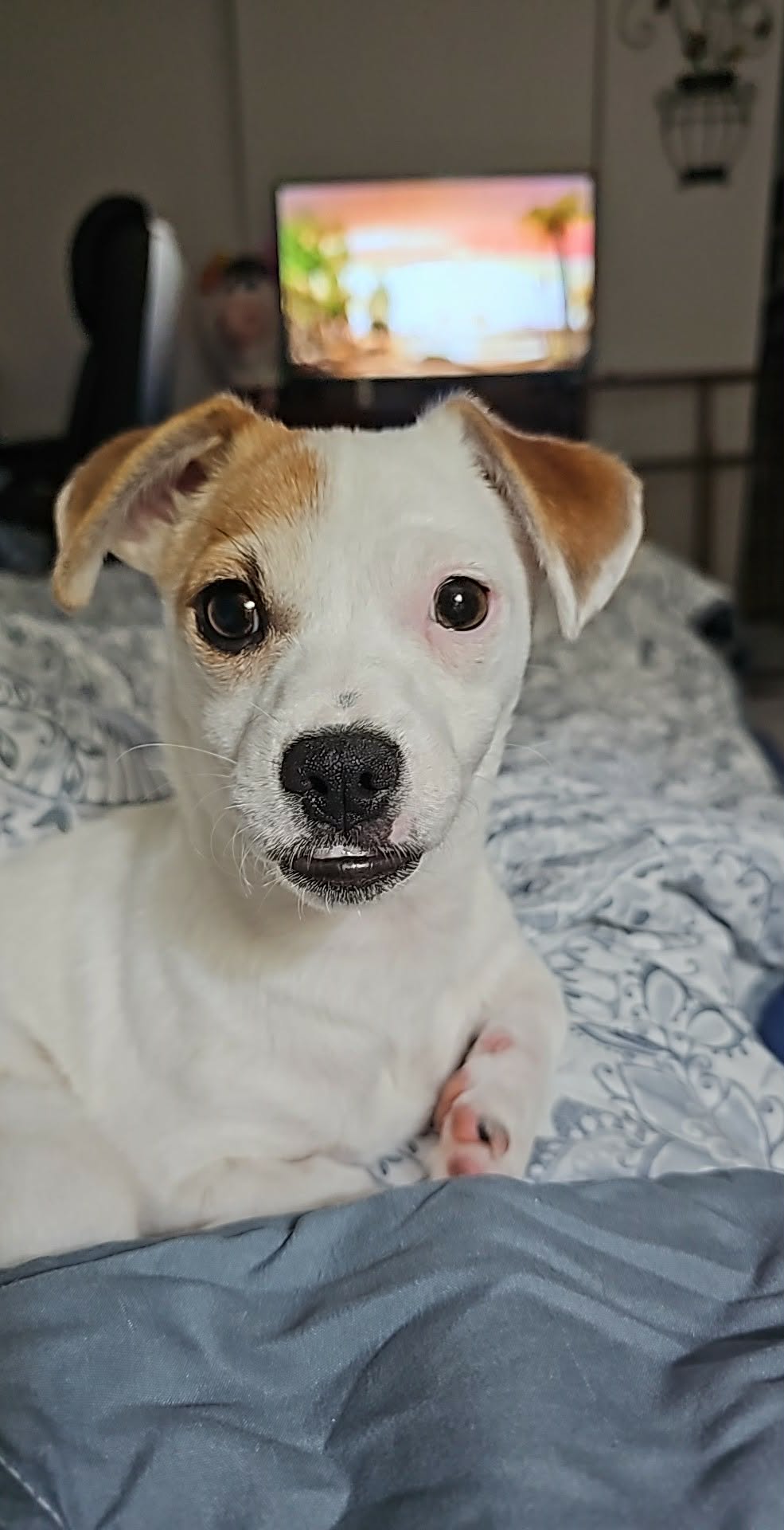 Misty, A sweet-Terrier-Dachshund mix Puppy