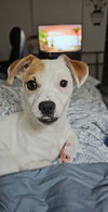 Misty, A sweet-Terrier-Dachshund mix Puppy - Photo 1