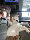 Misty, A sweet-Terrier-Dachshund mix Puppy - Photo 2