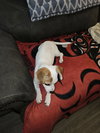 Misty, A sweet-Terrier-Dachshund mix Puppy - Photo 3