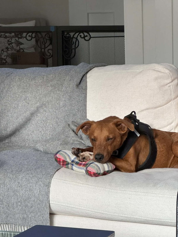 Hershey, a small mixed breed