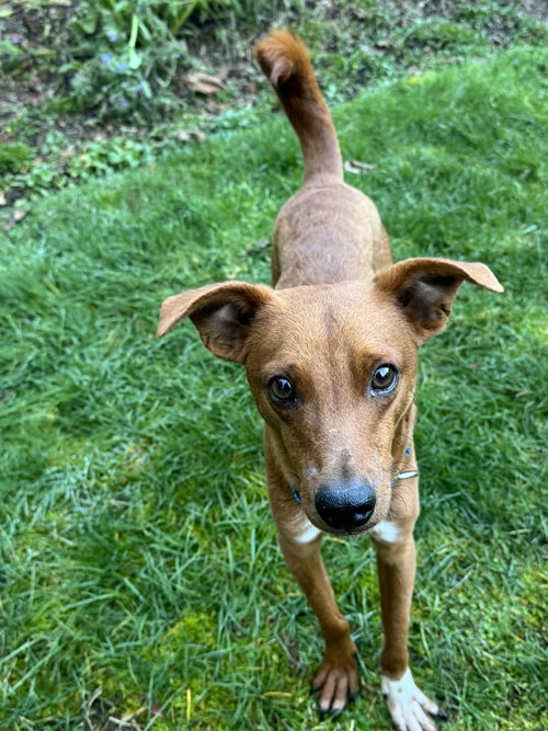 picture of the dog needing adoption