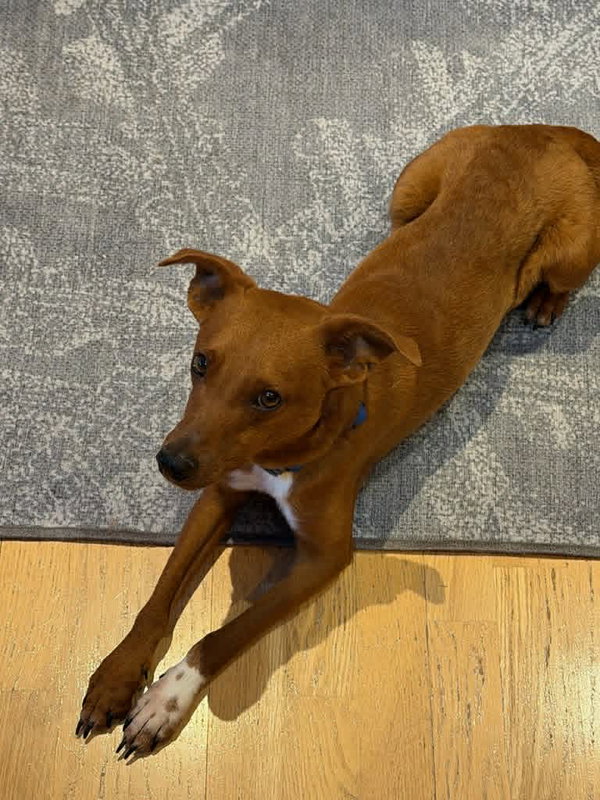 Hershey, a small mixed breed