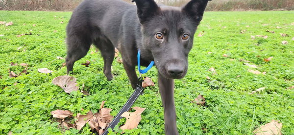 Chhaya, a German Shepherd mix female puppy