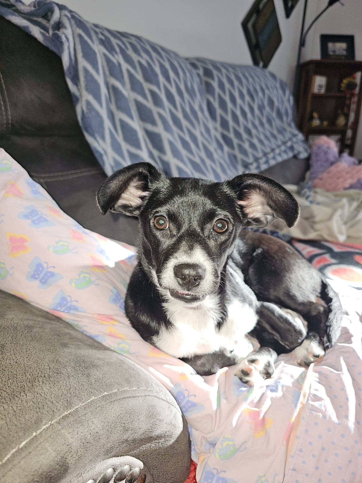 Mimi, a small breed puppy