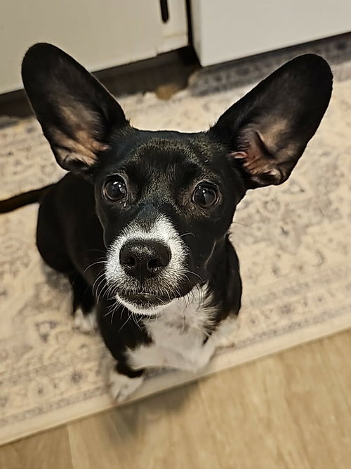 picture of the dog needing adoption