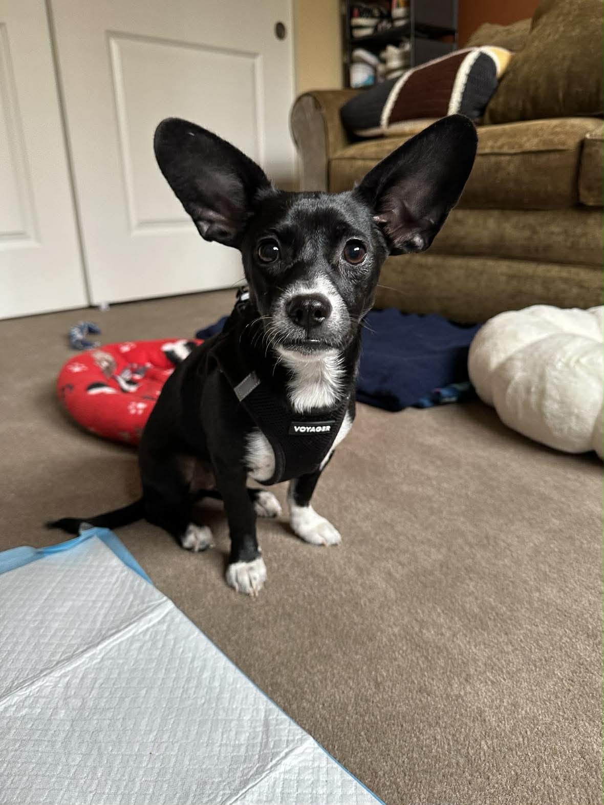 Mimi, A Dachshund-Papillon Mix puppy Image
