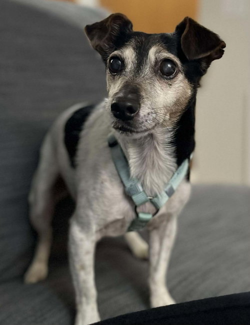 Kiwi a Jack Russell boy, an adoptable Jack Russell Terrier in Arlington, WA