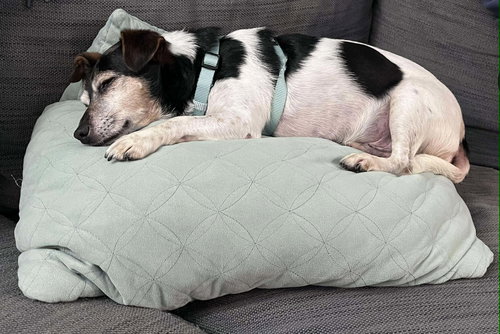 Kiwi a Jack Russell boy photo 3