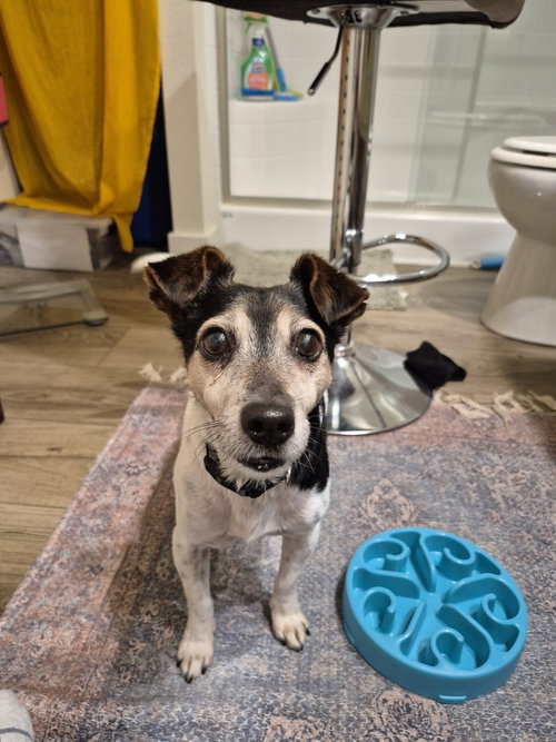 Kiwi a Jack Russell boy photo 4