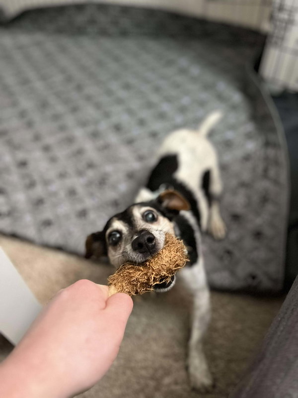Kiwi a Jack Russell boy