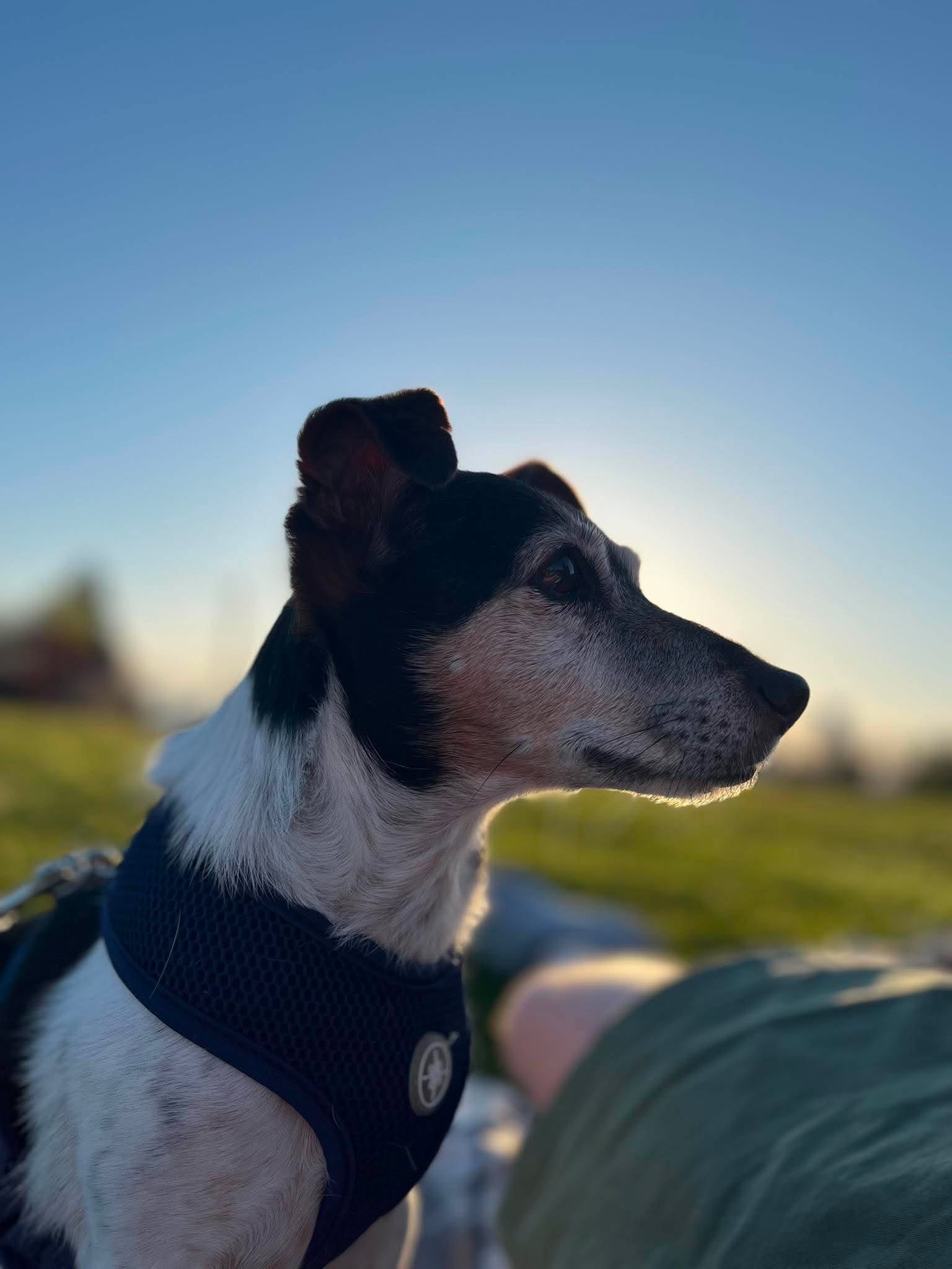 Kiwi A Jack Russell Boy