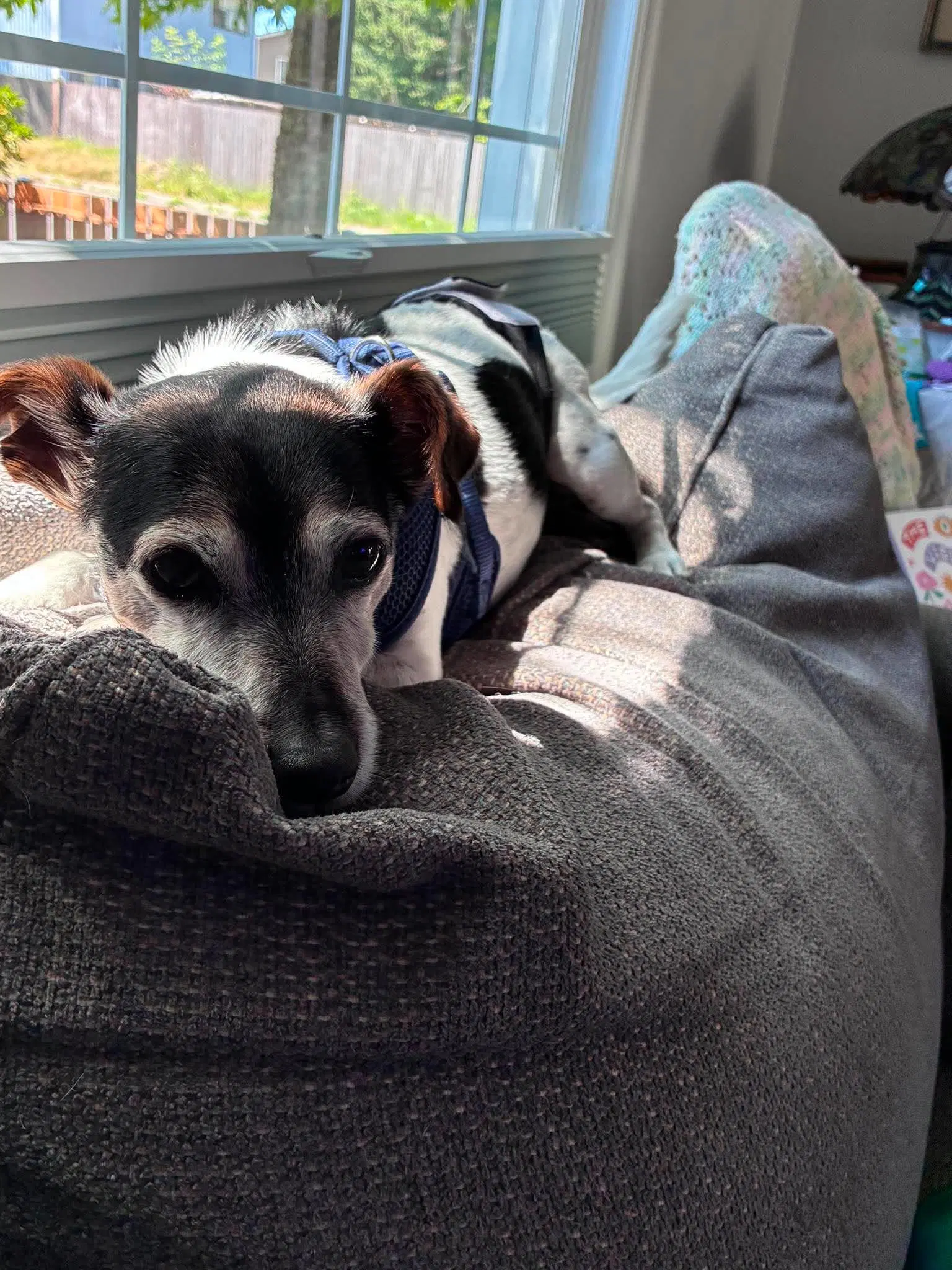 Kiwi A Jack Russell Boy image 4