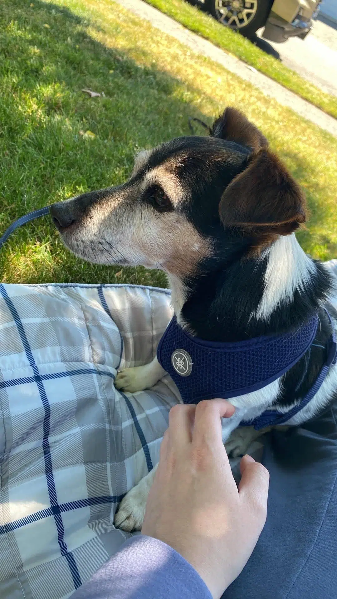 Kiwi A Sweet Jack Russell Senior image 4