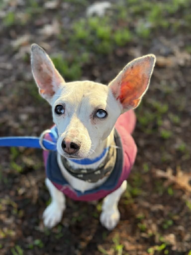 Lupita, an Italian Greyhound mix female Image