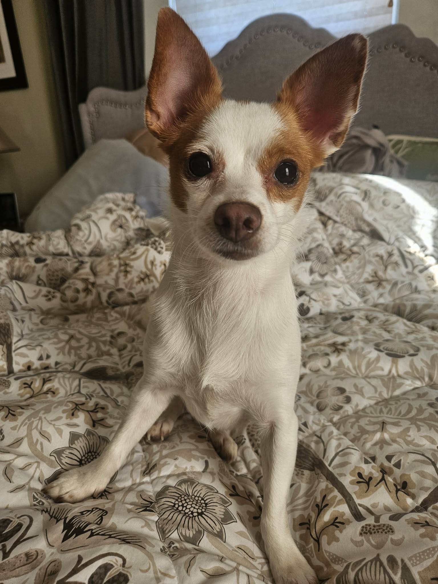 Senna A Young Pomeranian-Chihuahua