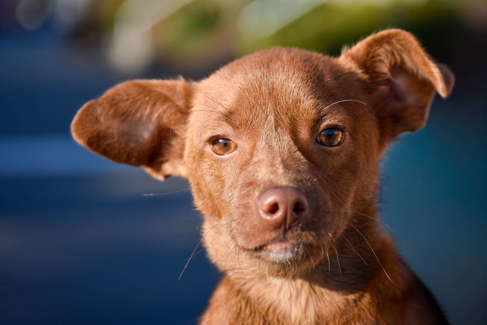 Finley, A small chocolate puppy Image