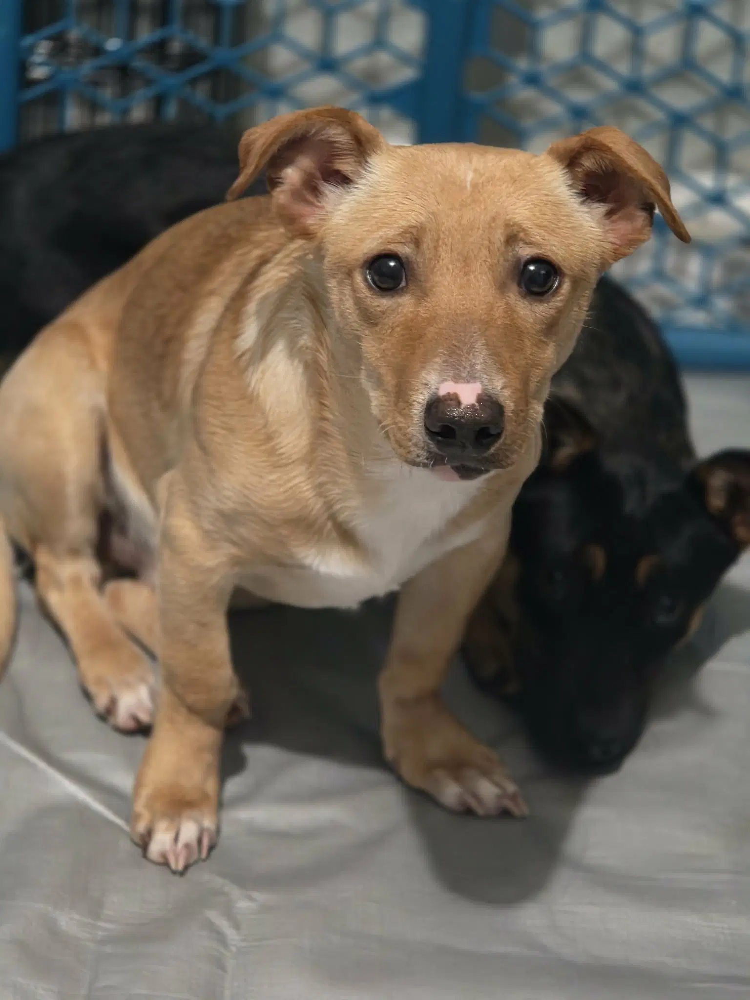 Charlie And Cody Bonded Dorgi Brothers image 4