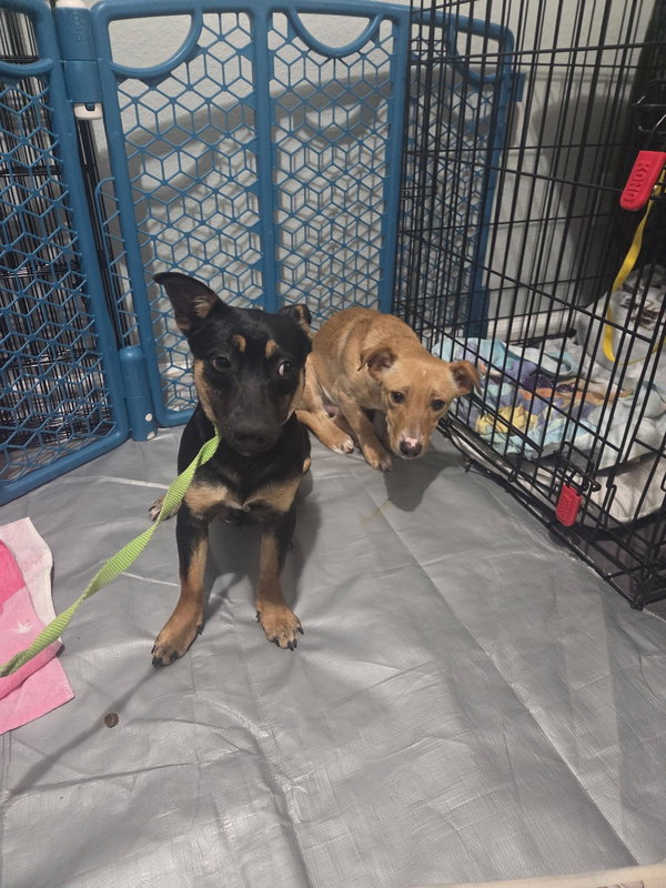 Charlie and Cody. Bonded Dorgi Brothers