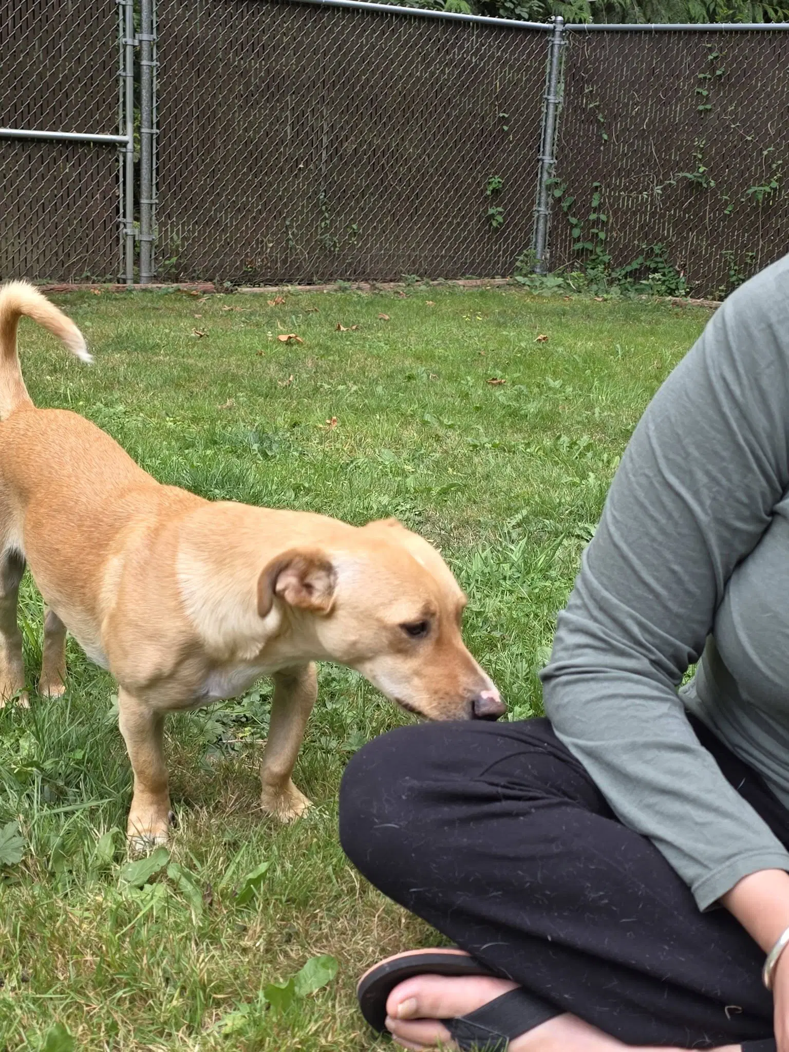 Charlie And Cody Bonded Dorgi Brothers image 3