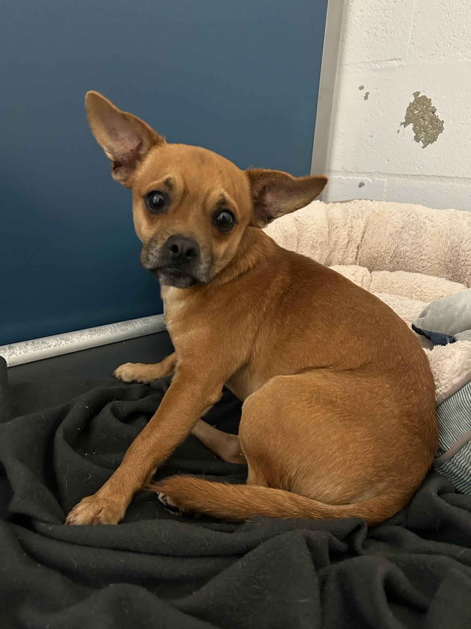 Hercules a French Bulldog-Chihuahua Image