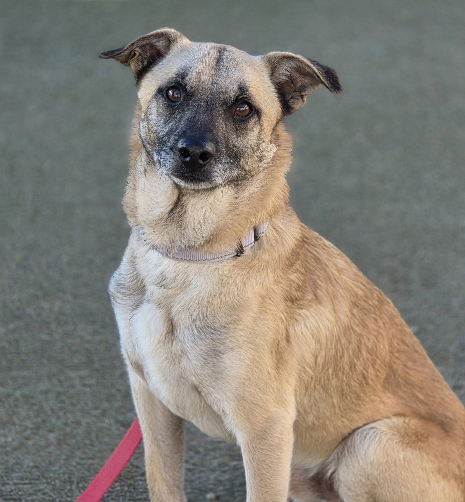 Maxwell, a small shepherd mix adult Image
