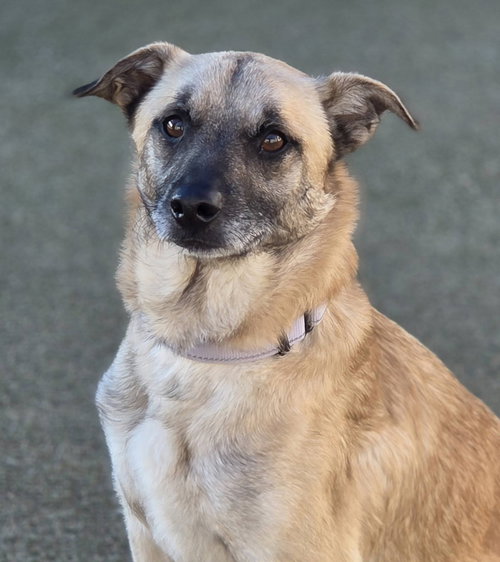 Maxwell, a small shepherd mix adult, an adoptable Belgian Shepherd Tervuren in Arlington, WA