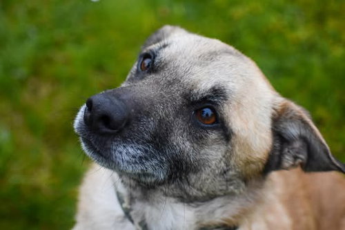 Maxwell, a small shepherd mix adult photo 2