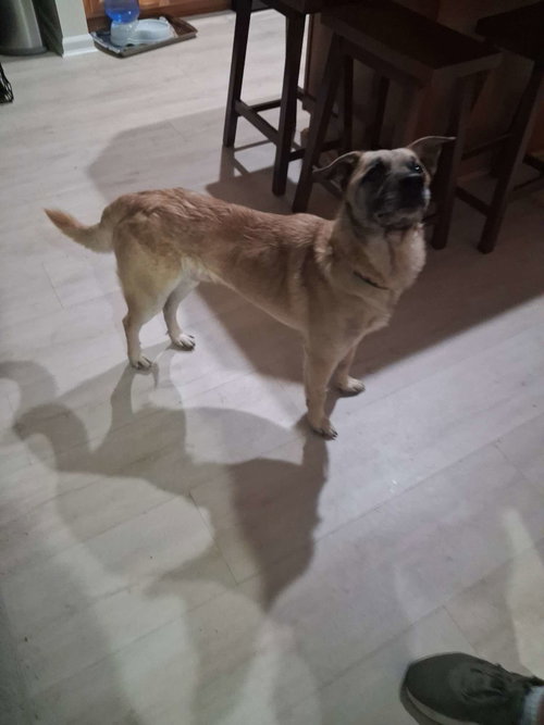 Maxwell, a small shepherd mix adult photo 4