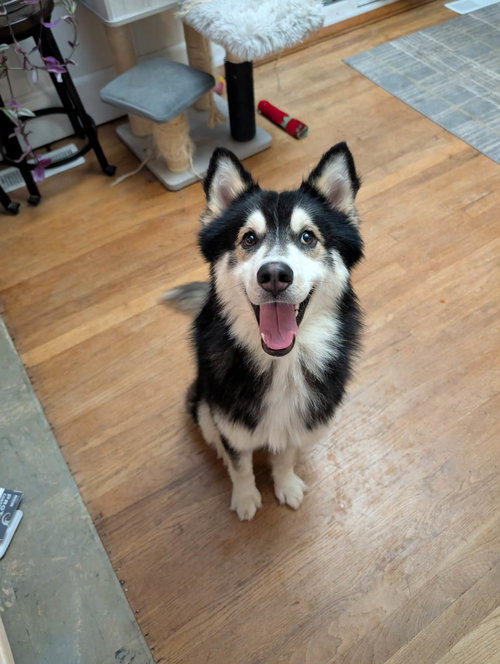 Alfie, A sweet husky boy, an adoptable Husky in Arlington, WA