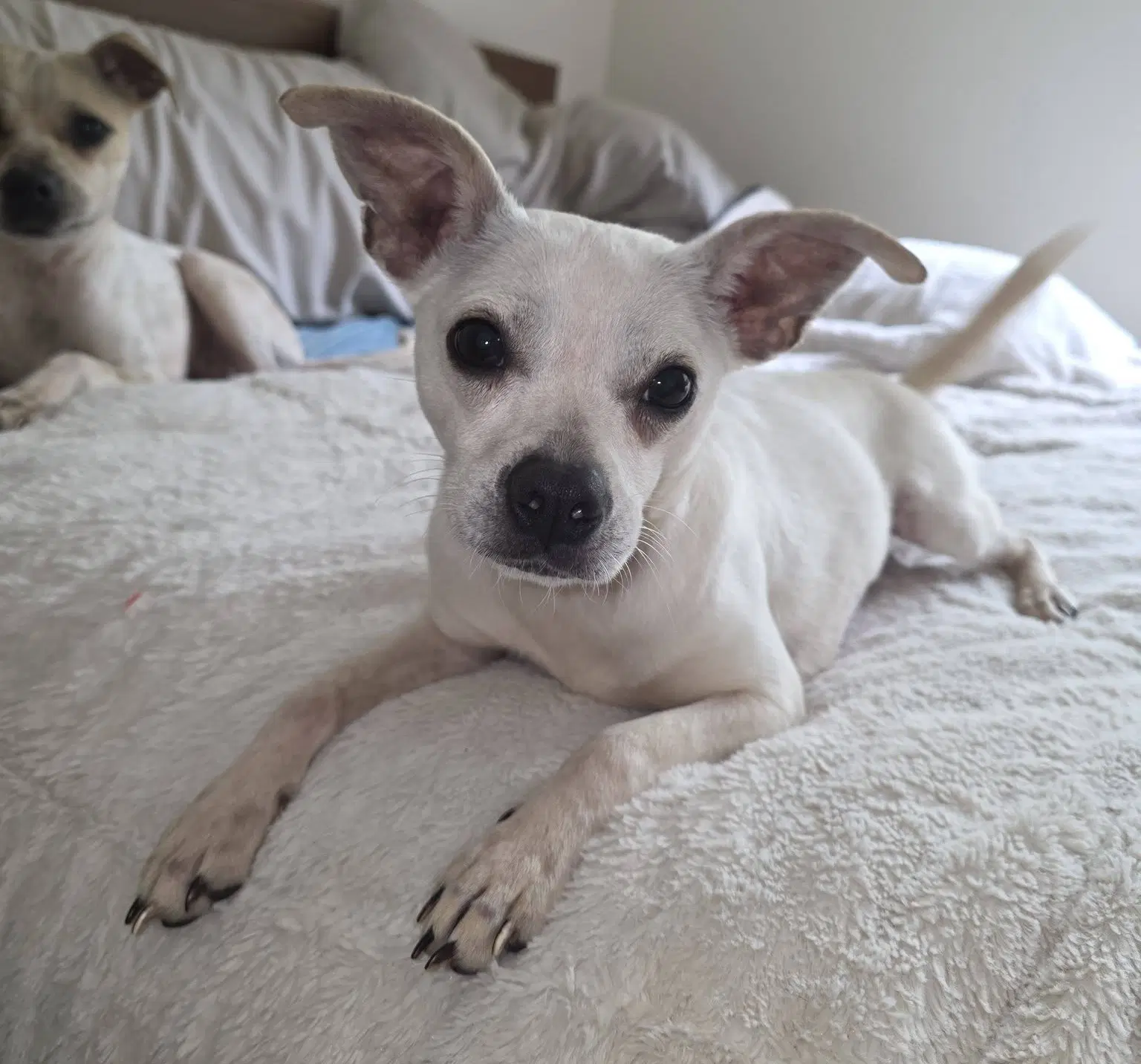 Lily And Vanilla Bean - Italian Greyhound