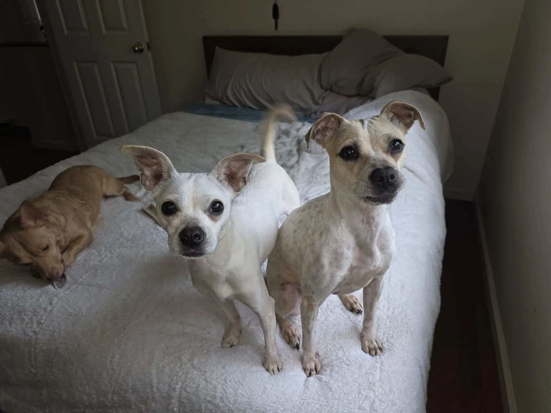 Lily And Vanilla Bean image 3