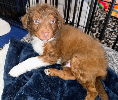 Three Puppie: Britzio.Matteo and Devon, an adoptable Poodle in Arlington, WA