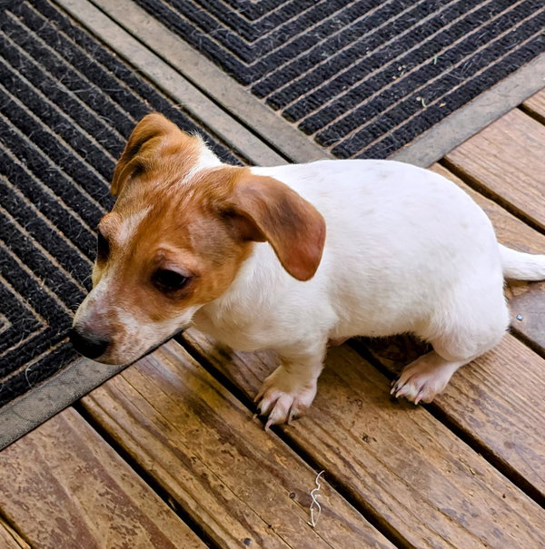 Britzio a 4 month old Small breed puppy