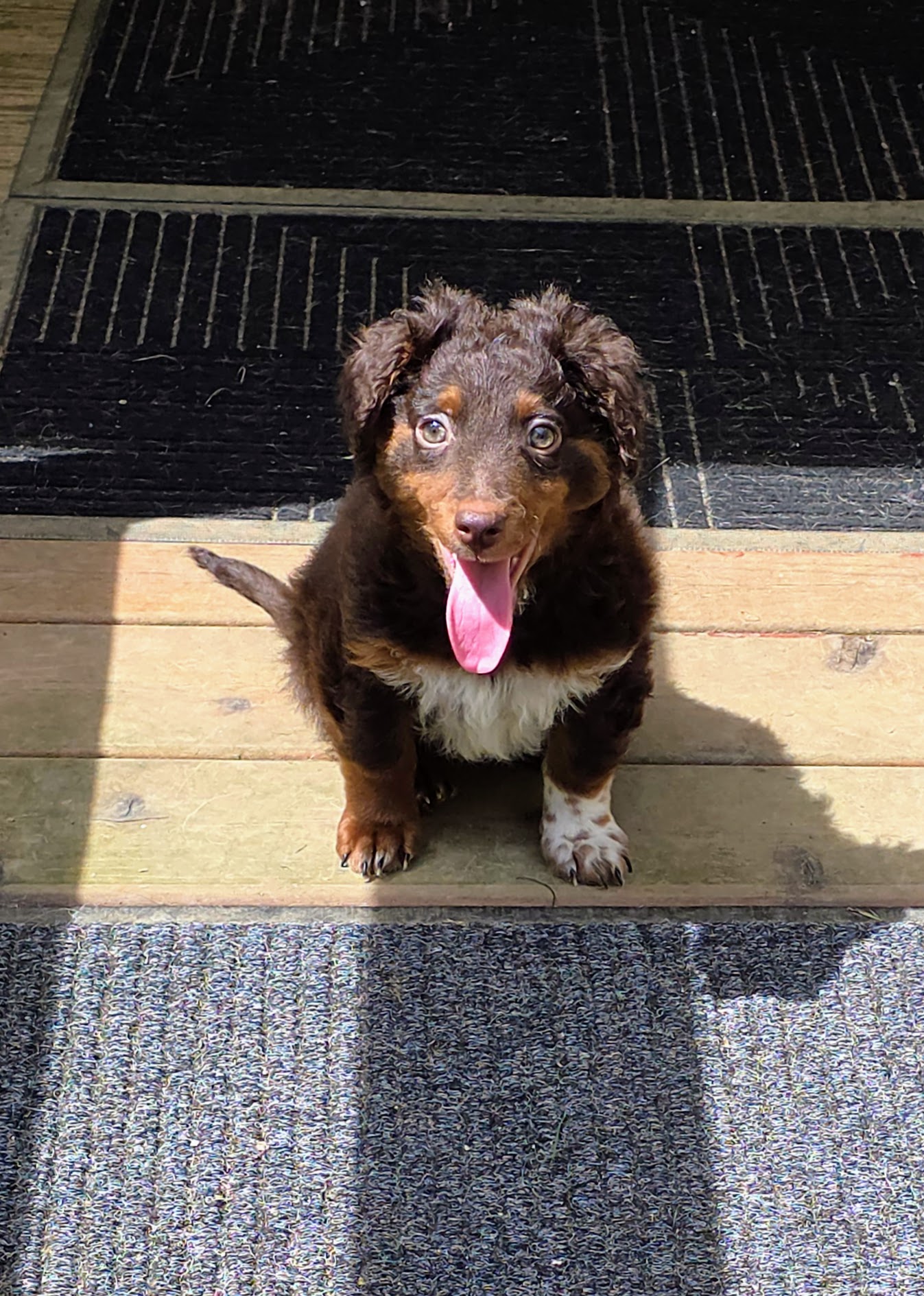 Devon a 4 month old Poodle-Dachshund mix