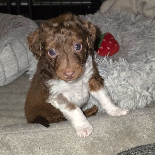 Devon a 4 month old Poodle-Dachshund mix