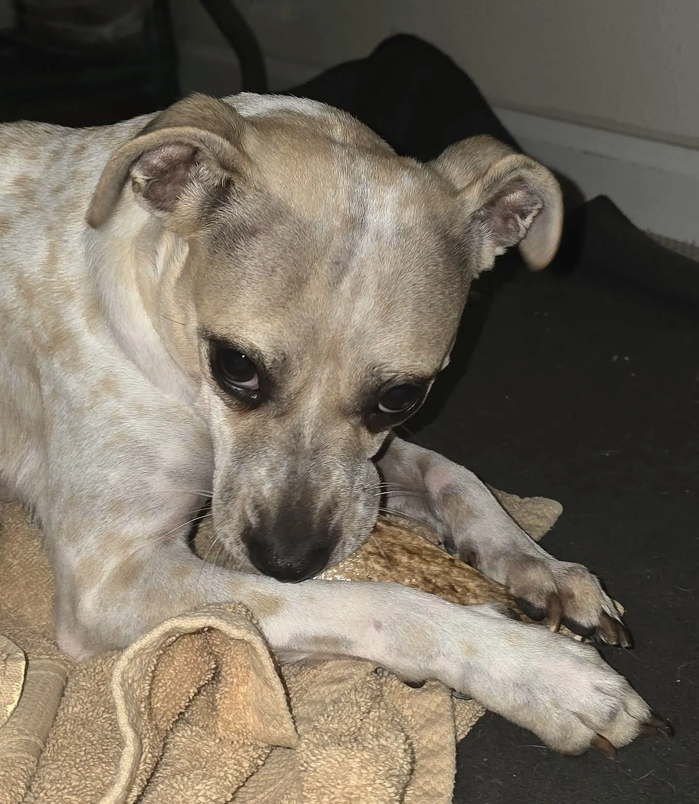Hazel A Small Mixed Breed Female image 4