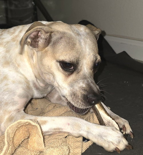 Hazel, a small mixed breed female photo 5