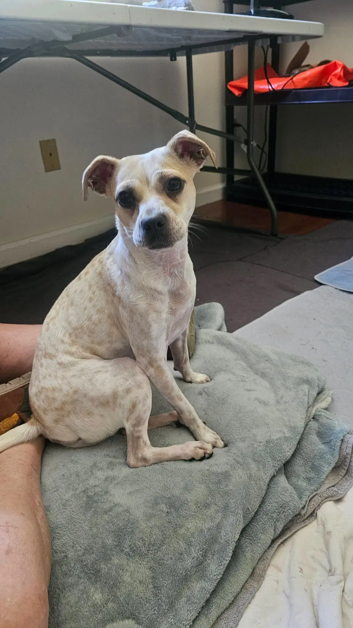 Hazel A Small Mixed Breed Female - Boston Terrier