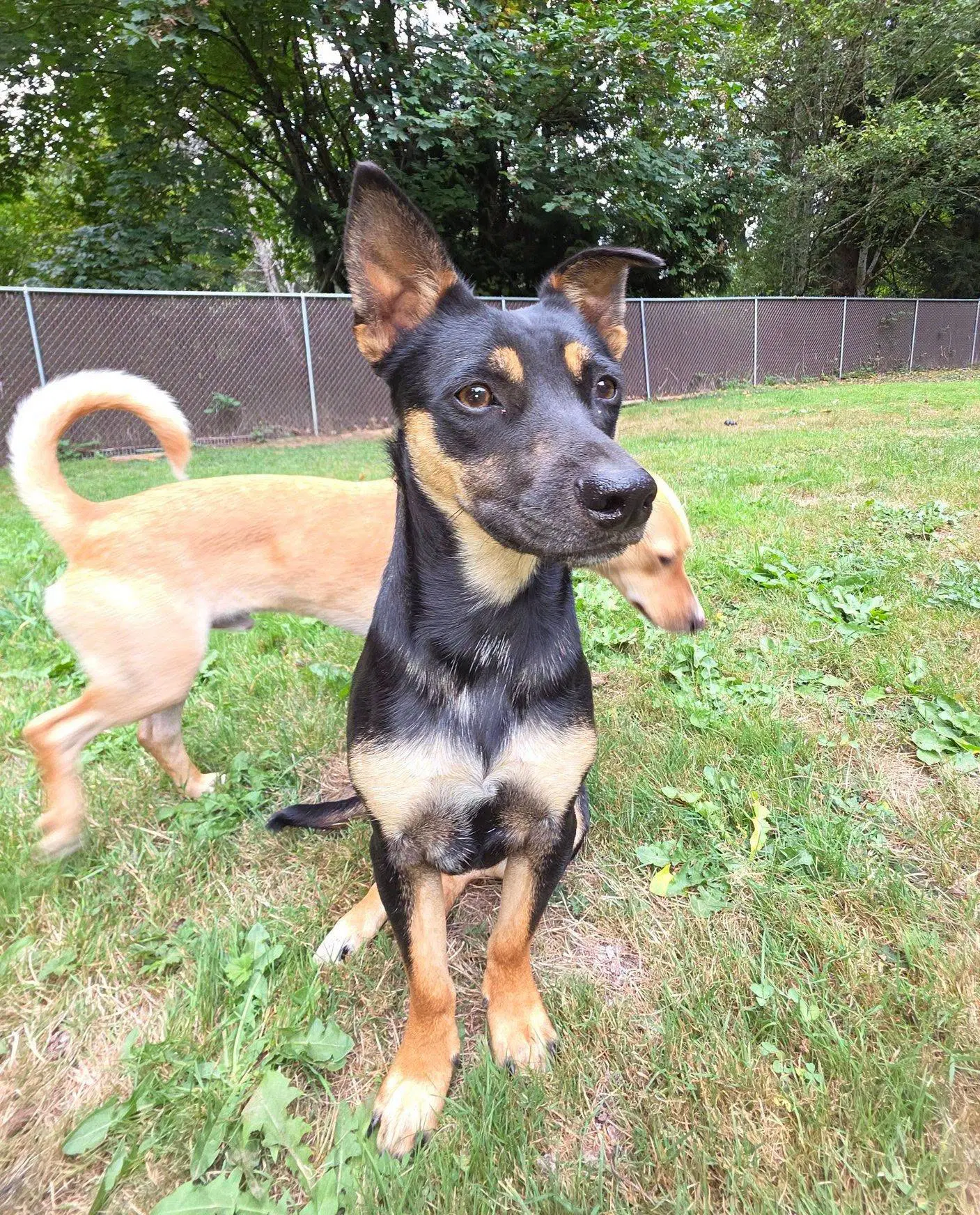 Cody A Daschsund-Corgi Mix Male image 2