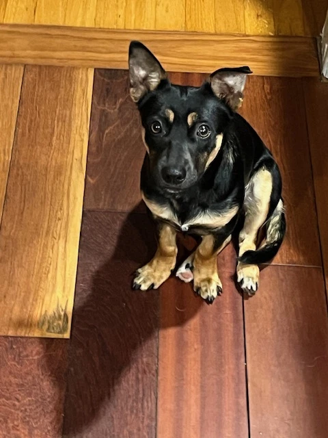 Cody A Daschsund-Corgi Mix Male