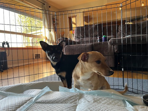Cody a Daschshund-Corgi mix male photo 3