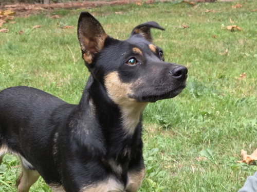 Cody a Daschshund-Corgi mix male photo 4