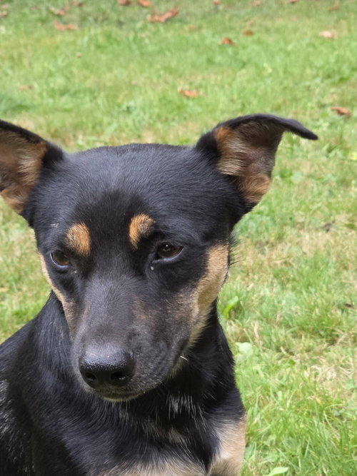 Cody a Daschshund-Corgi mix male photo 5